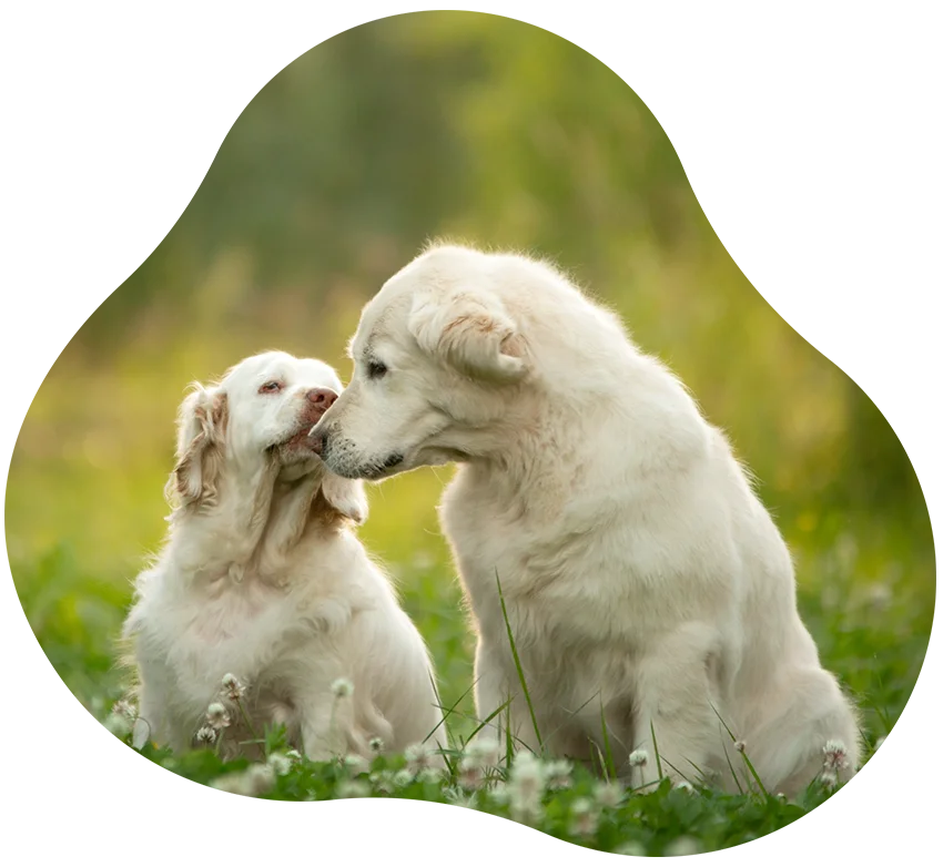 Reico Hundefutter kaufen Reico Hundefutter kaufen