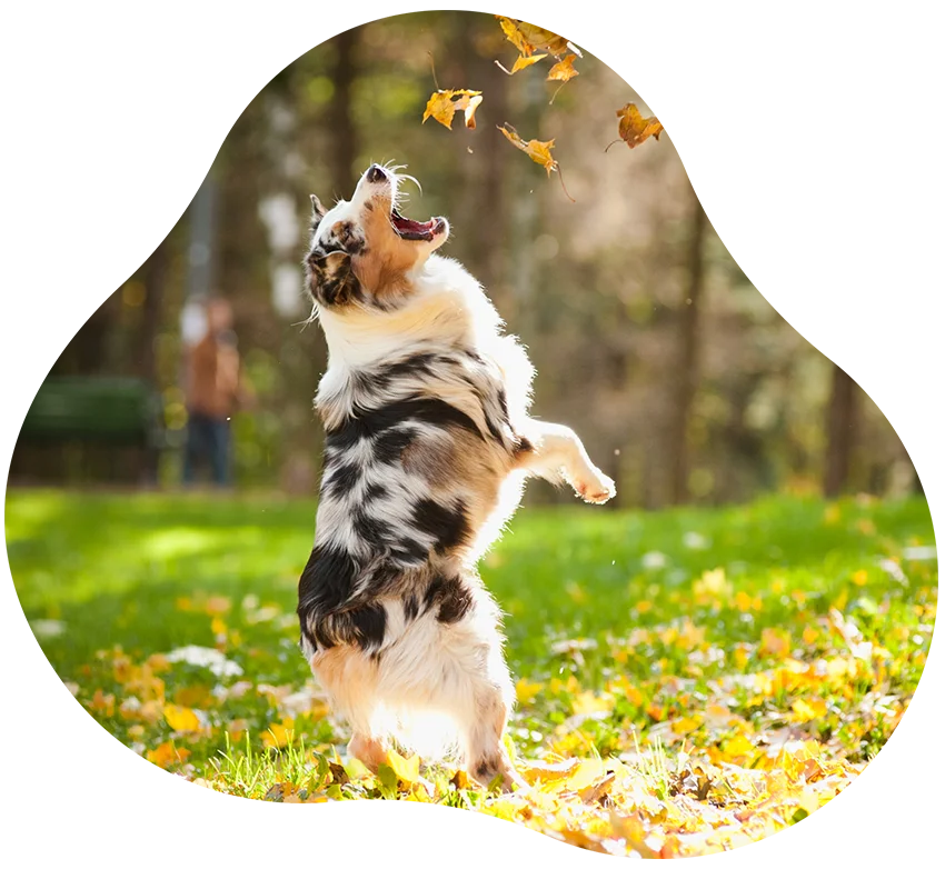 Reico Hundefutter kaufen Reico Hundefutter kaufen