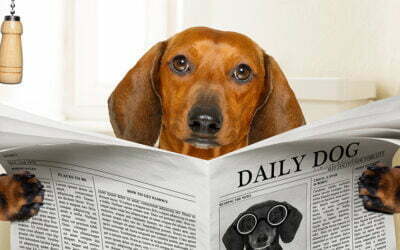 Hund liest auf der Toilette eine Zeitung