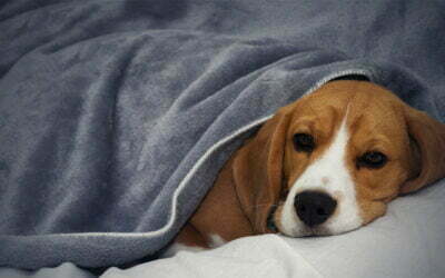 Hund liegt eingekuschelt unter einer grauen Decke