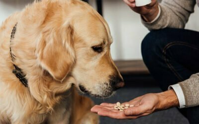 Mann hält einem Hund mehrere Tabletten unter die Schnauze