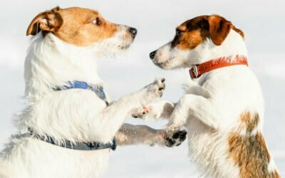 zwei Hunde spielen im Schnee miteinander
