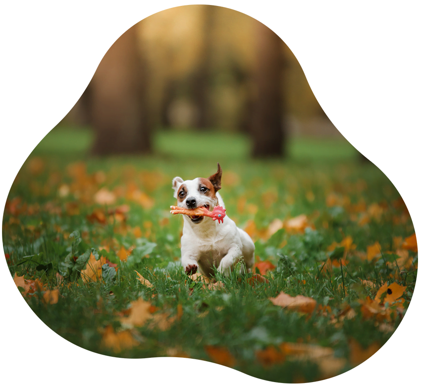 Hund rennt mit Spielzeug über eine laubbedeckte Wiese