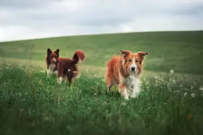 zwei Hunde laufen über eine Wiese
