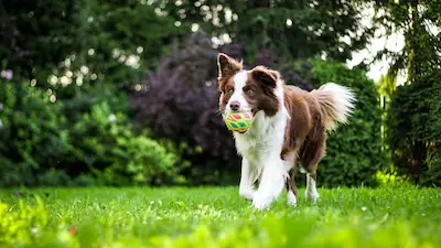 Hund rennt über Wiese mit Ball im Maul