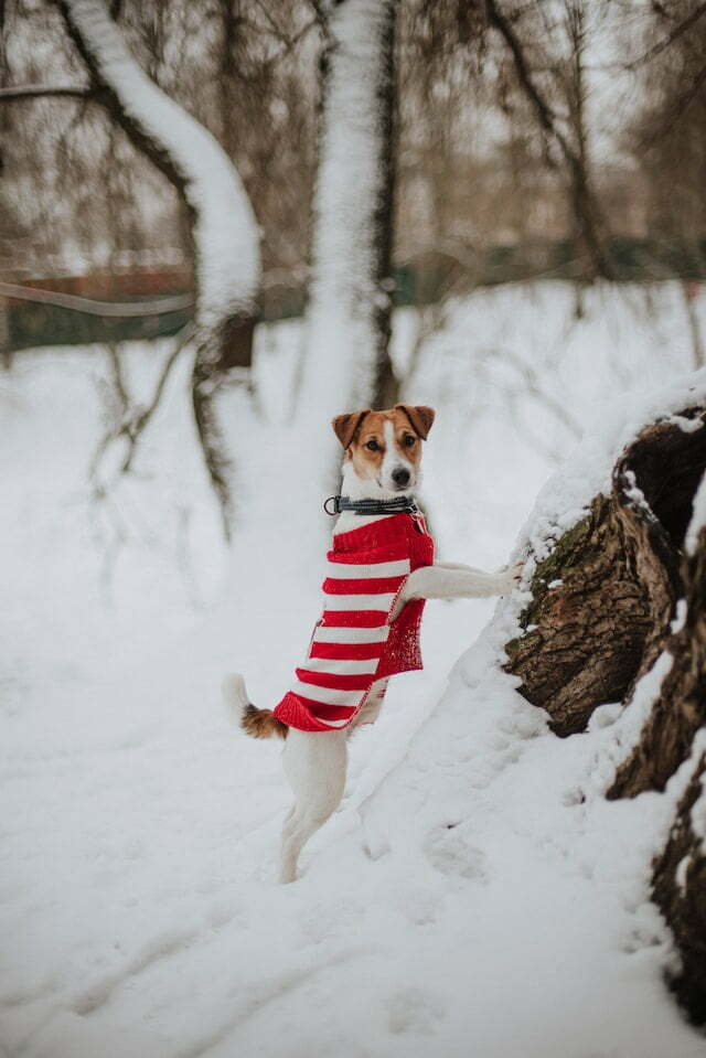 Mit dem Hund gesund durch den Winter