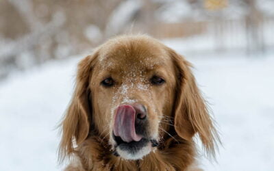 Hund schleckt sich mit Zunge über die Schnauze die mit Schnee bedeckt ist