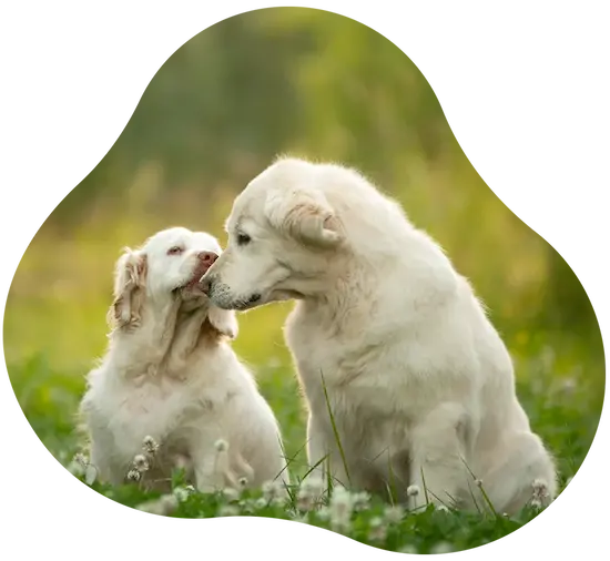 zwei weiße Hunde sitzen auf einer Wiese