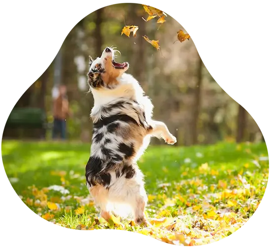 Hund spielt mit Laub im Herbst