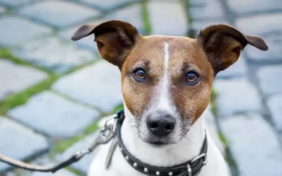 Ein angeleinter Jack Russell Terrier blickt erwartungsvoll in die Kamera.