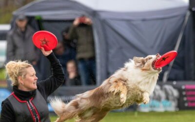 Eine Frau wirft eine rote Frisbee-Scheibe während ein braun-weißer Australian Shepherd eine Frisbee im Sprung mit dem Maul fängt.
